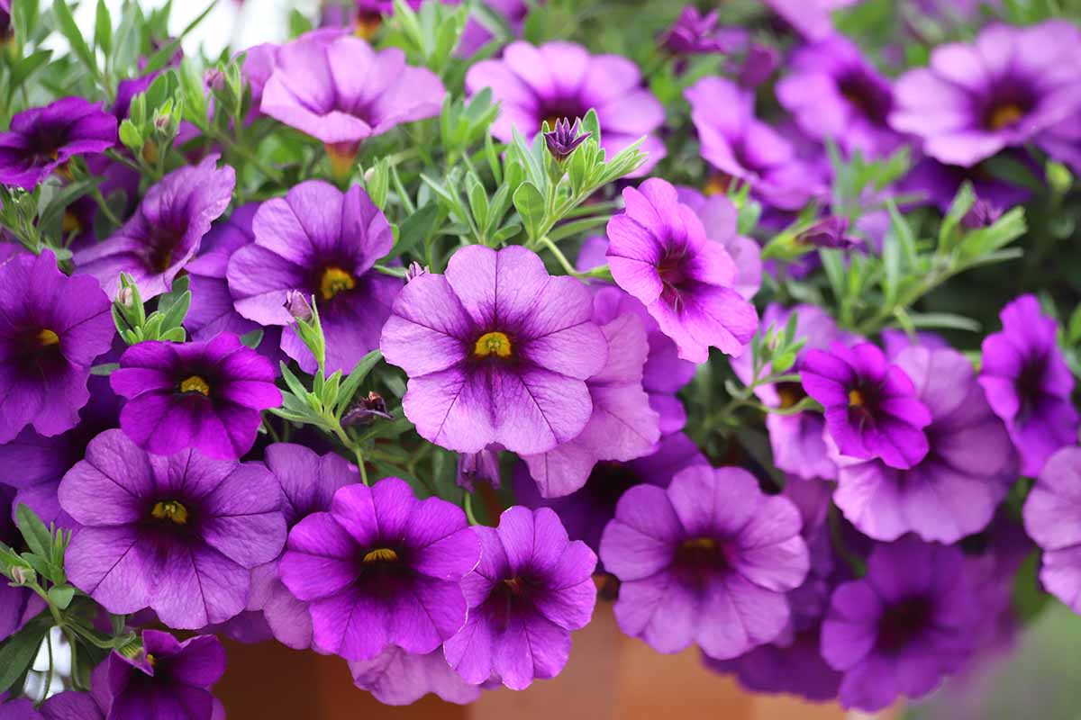 A close up horizontal image of deep purple petunias growing in a terra cotta pot fading to soft focus in the background.
