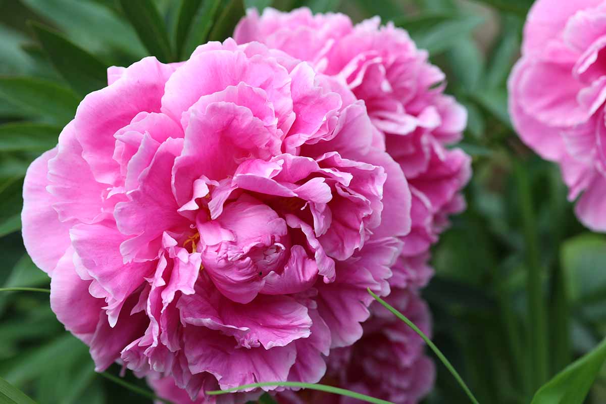 A close up horizontal image of a 'Dr Alexander Fleming' pink peony growing in the garden pictured on a soft focus background.