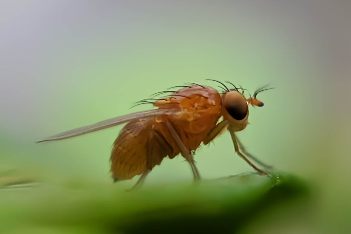 A close up horizontal image of a small Drosophila suzukii in high magnification pictured on a soft focus background.