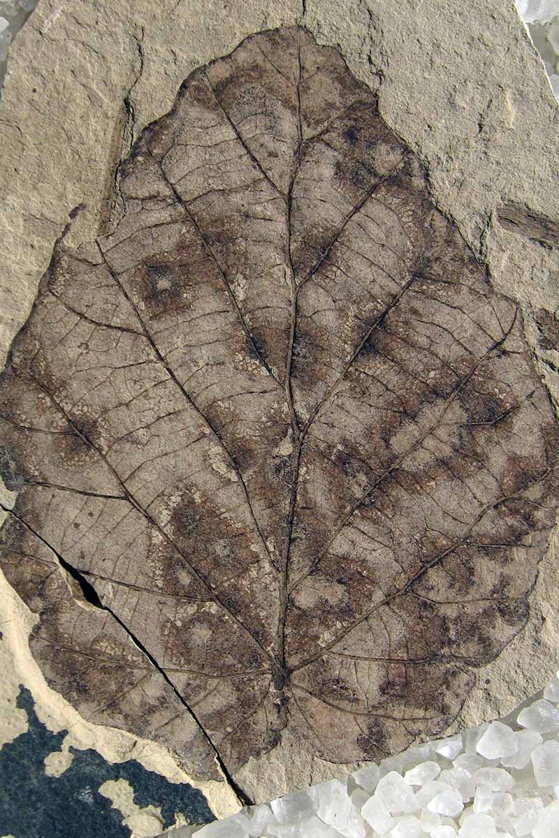A close up vertical image of a fossilized fothergilla leaf.