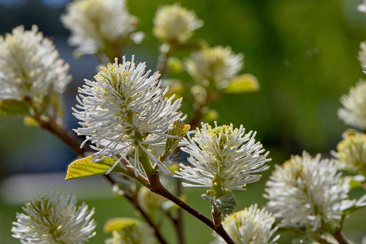A close up horizontal image of the flowers of a fothergilla shrub pictured in light sunshine on a soft focus background.