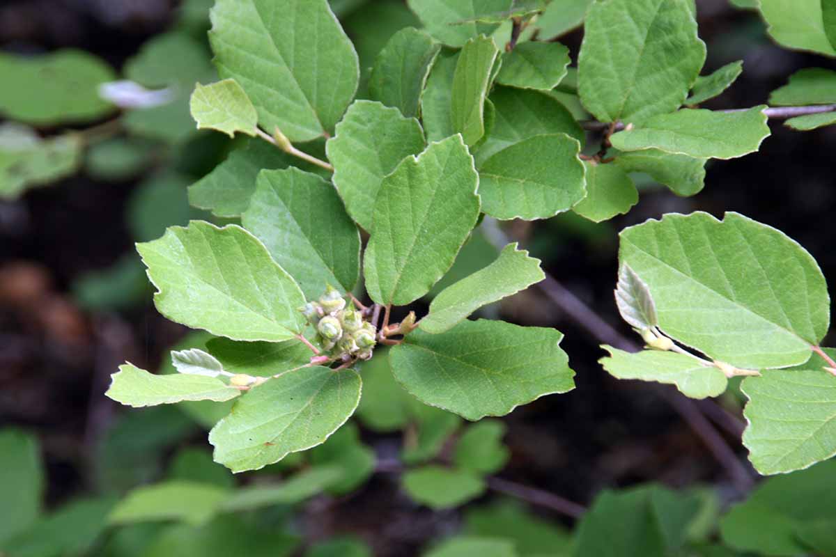 A close up horizontal image of fothergilla foliage with small flower buds forming, pictured on a soft focus background.