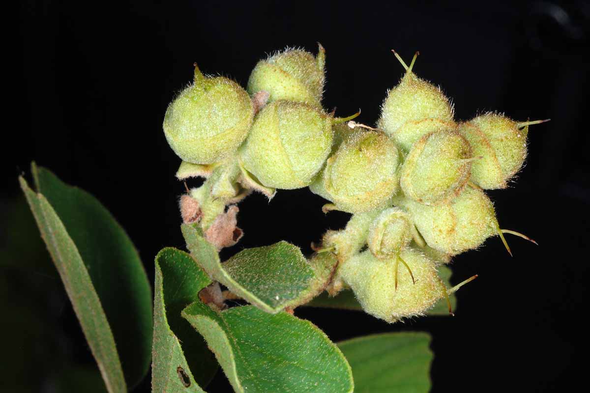 A close up horizontal image of seed pods forming on a fothergilla shrub pictured on a dark background.