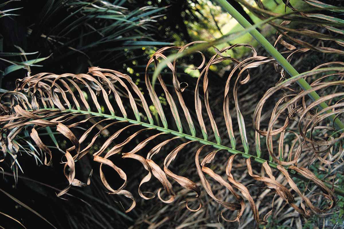 Horizontal close-up of a brown, wilted, curly palm leaf.