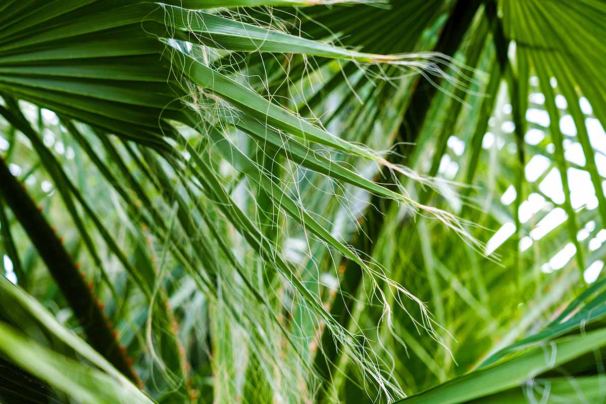 A close up horizontal image of the fronds of a Washingtonia filifera that are fraying at the edges naturally.