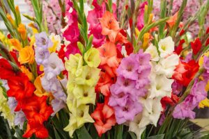 A close up horizontal image of a bouquet of colorful gladiolus flowers.