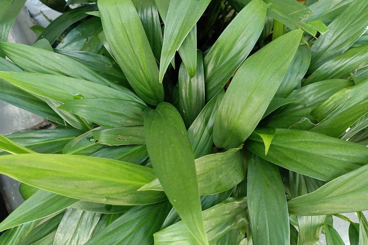 A close up horizontal image of a top-down view of cast-iron plants (Aspidistra elatior) growing outside in the garden.