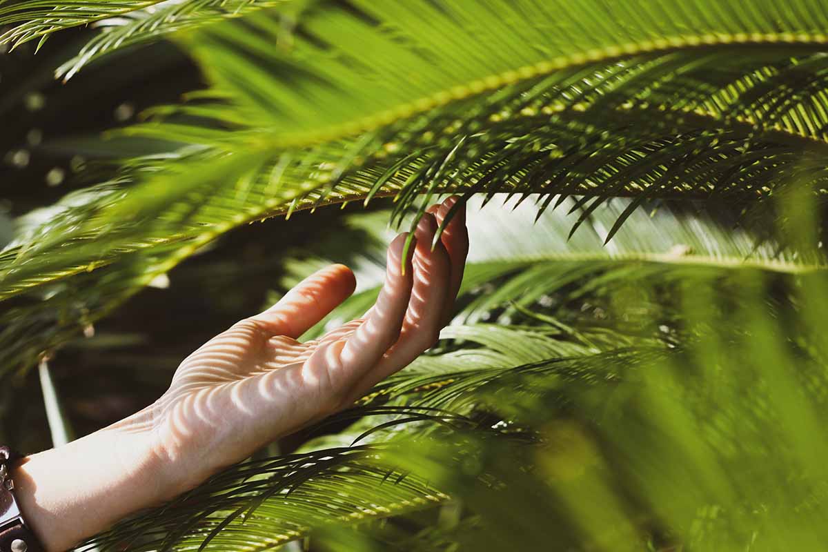 A close up horizontal image of a hand from the left of the frame touching a palm frond from underneath pictured in light filtered sunshine.
