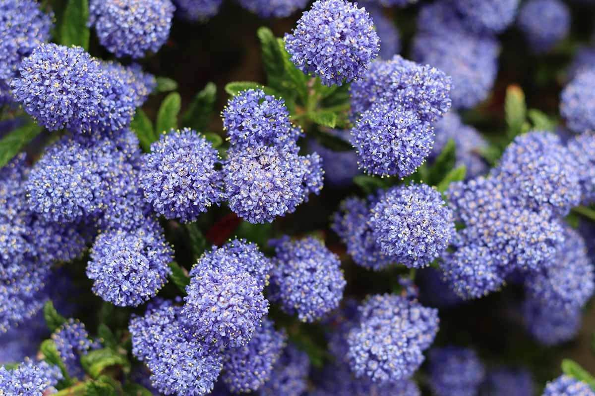 A close up horizontal image of the blue flowers of a Ceanothus California lilac growing in the garden.