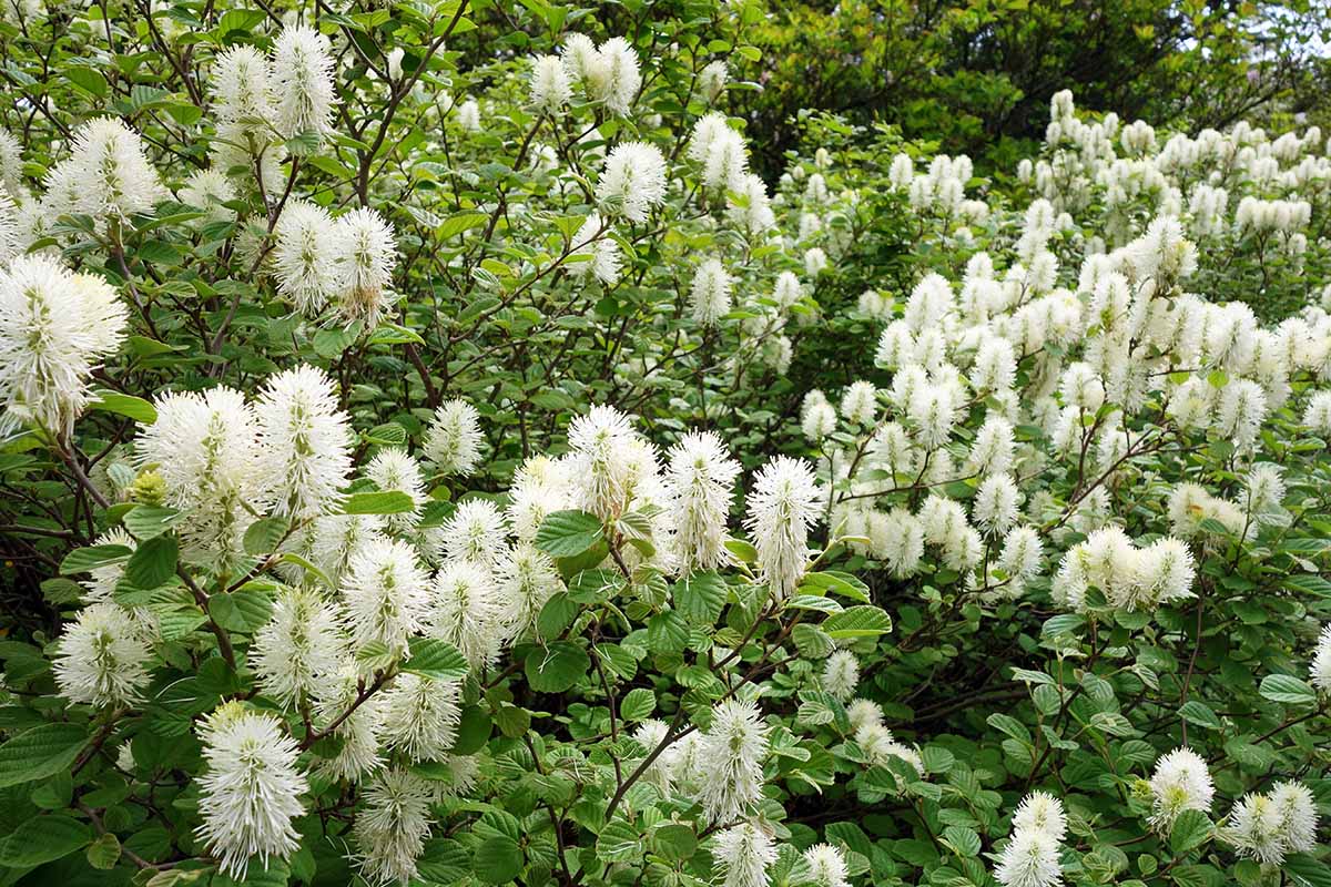 A close up horizontal image of fothergilla in full bloom in the garden.