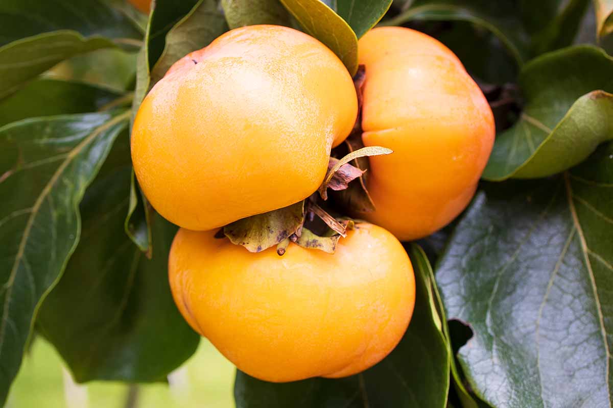 A close up horizontal image of ripe orange persimmons growing on the tree with foliage in soft focus in the background.
