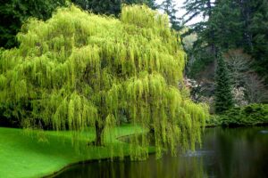 A horizontal photo of a weeping willow tree in the rain growing along a river bank.