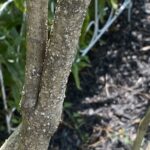 Lilac Rust How to Identify and Treat 7 Common Lilac Diseases