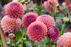 A close up horizontal image of pink dahlias growing in the garden.