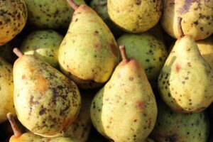 A close up horizontal image of a pile of freshly harvested pears infected with scab.