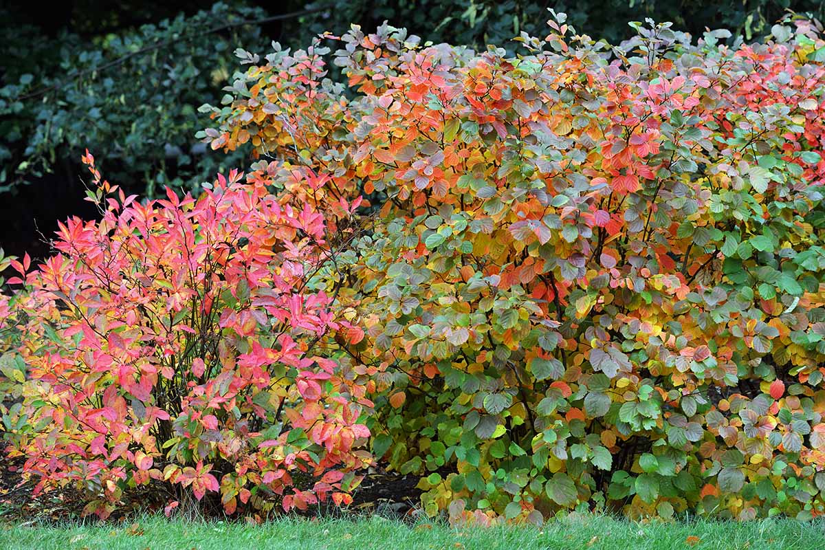 A close up horizontal image of fothergilla 'Mount Airy' shrubs growing as a hedge in the garden with fall foliage in shades of yellow, orange, and red.