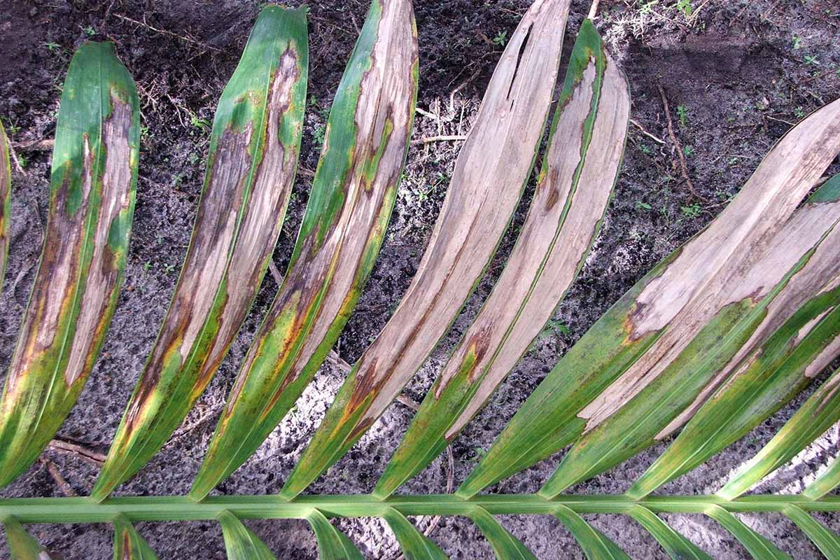 A close up horizontal image of a frond that is turning brown through disease.
