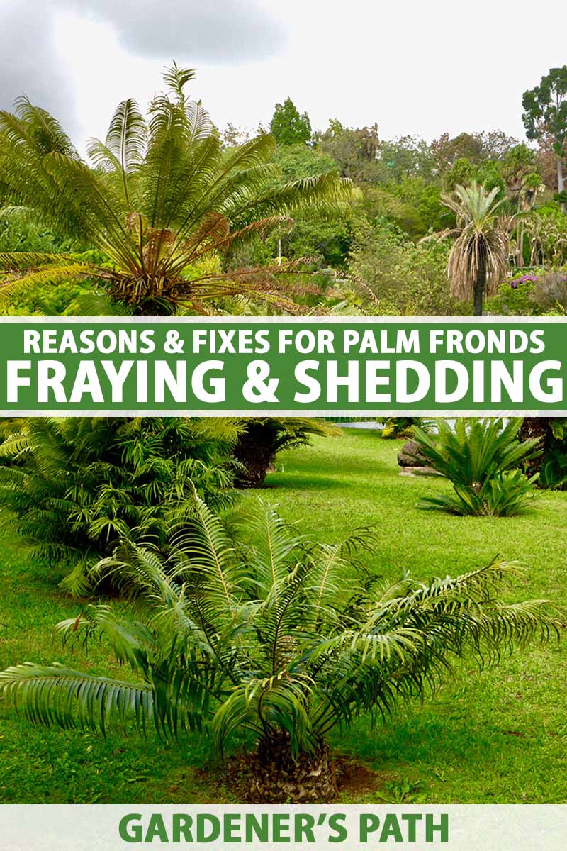 A vertical image of different types of palm trees growing in a tropical garden. In the middle and bottom of the frame is green and white printed text.