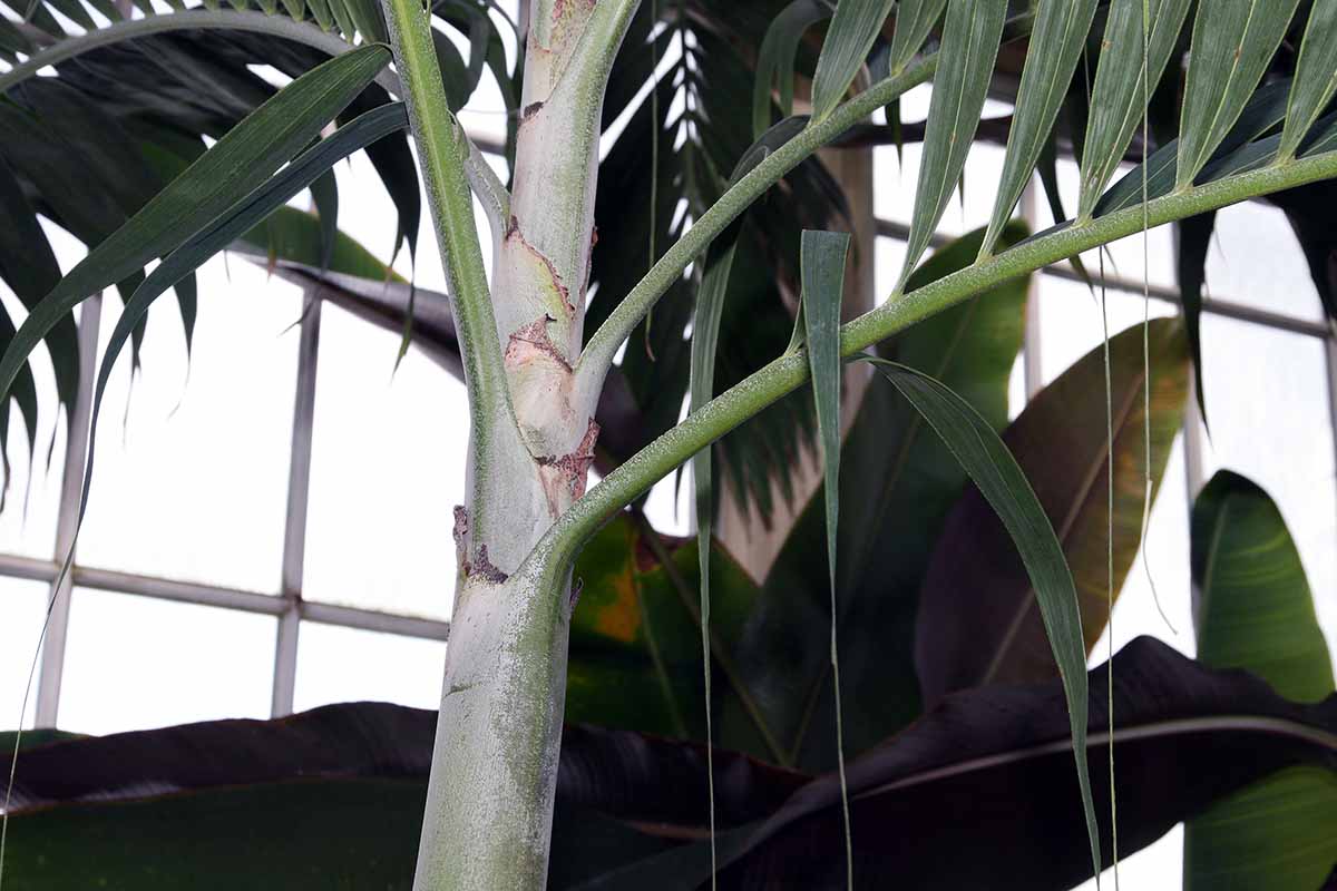 A close up horizontal image of the stem of a palm tree growing in a pot indoors.