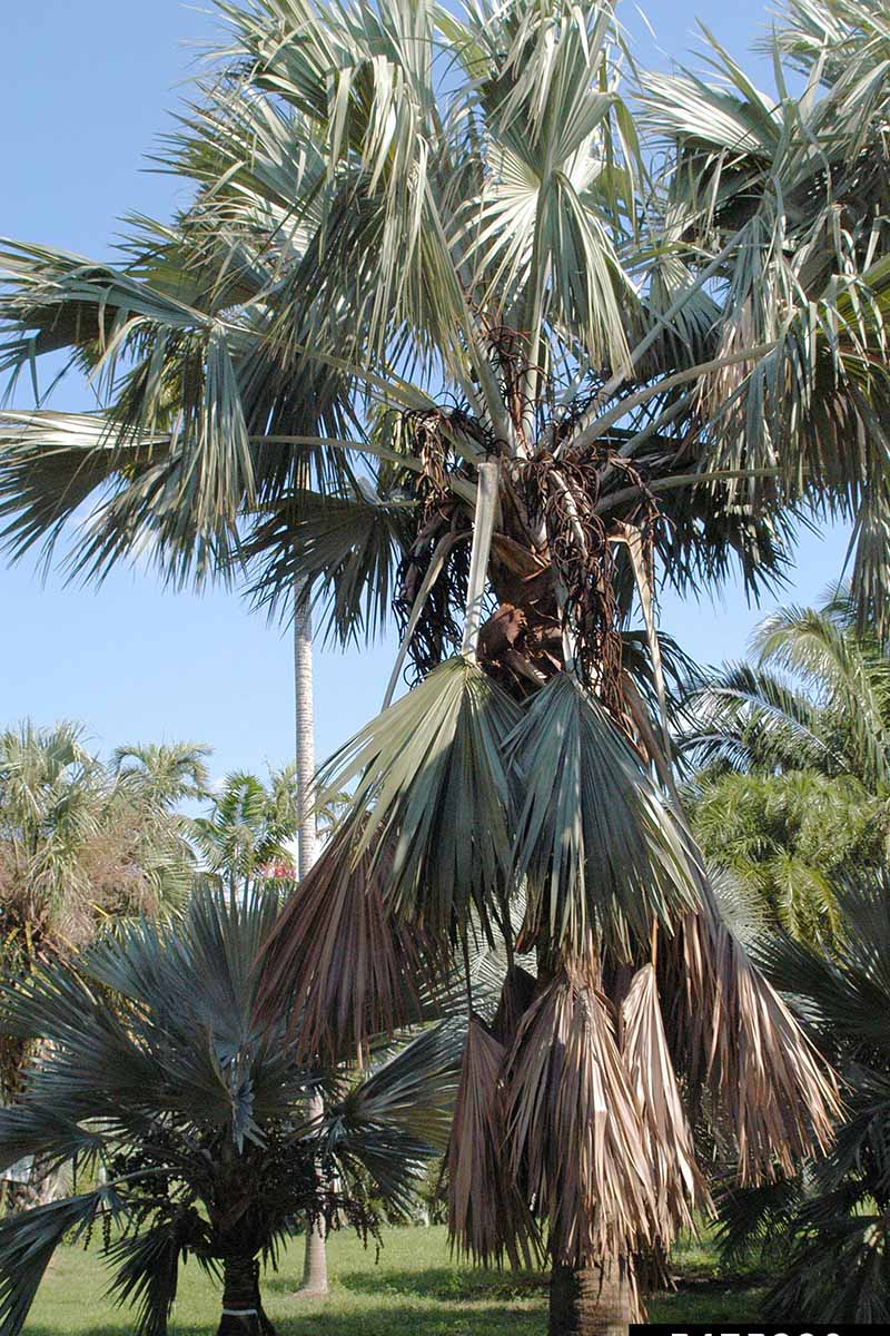 Vertical image of a large tree shedding brown leaves, growing in a garden under bright sunlight against a blue sky.