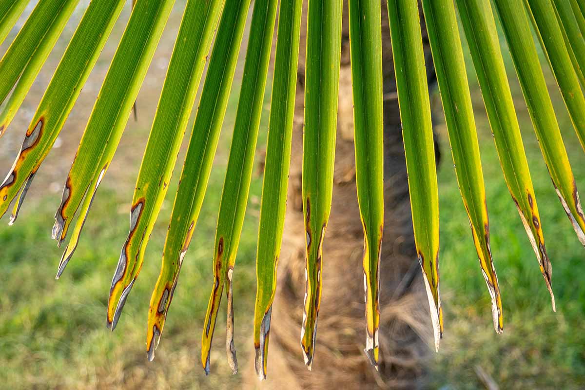 A close up horizontal image of the yellowing tips of a palm frond suffering from pest and disease damage.