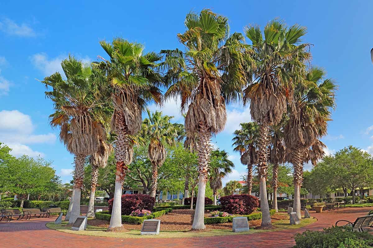 Horizontal image of large deciduous Sabal palm trees growing in a circle in a public park captured in bright sunlight against a blue sky.