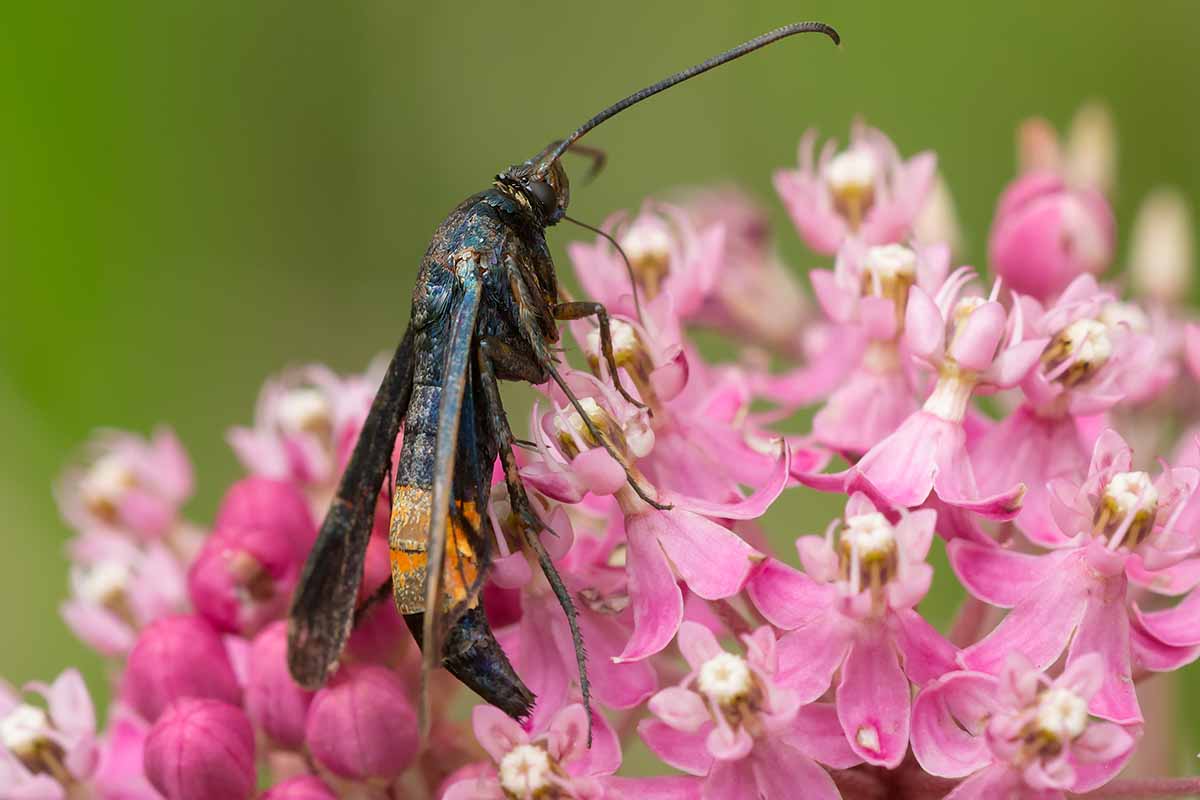 A close up horizontal image of a peachtree borer on a pink flower pictured on a soft focus background.
