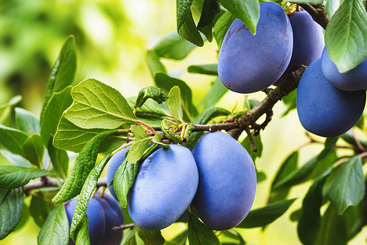 A close up horizontal image of ripe plums growing on the tree pictured in light sunshine on a soft focus background.