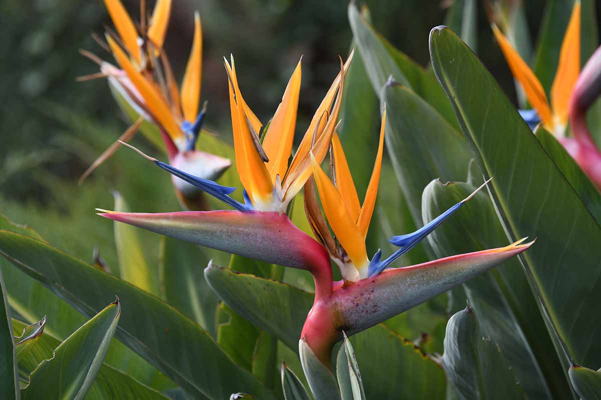 A close up horizontal image of colorful bird of paradise (Strelitzia) flowers growing in the landscape in light sunshine.