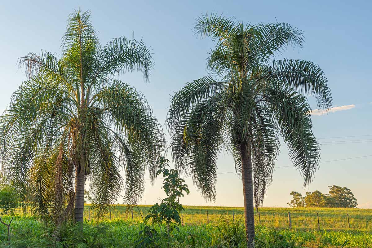 A horizontal image of two queen palms (Syracus romanzoffiana) growing by the side of a large field.
