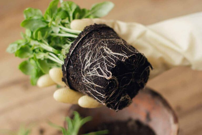 9 Reasons Your Basil Plants Are Wilting and Drooping