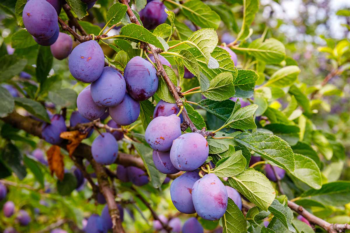A close up horizontal image of clusters of ripe plums on the tree ready for harvest.