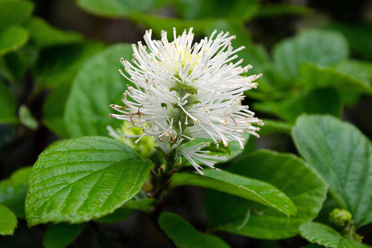 A close up horizontal image of a single fothergilla flower with foliage in soft focus in the background.