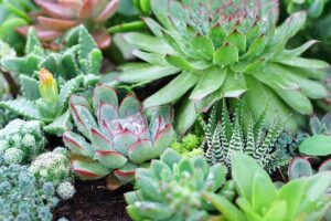 A horizontal close up of a variety of succulents in a tray.