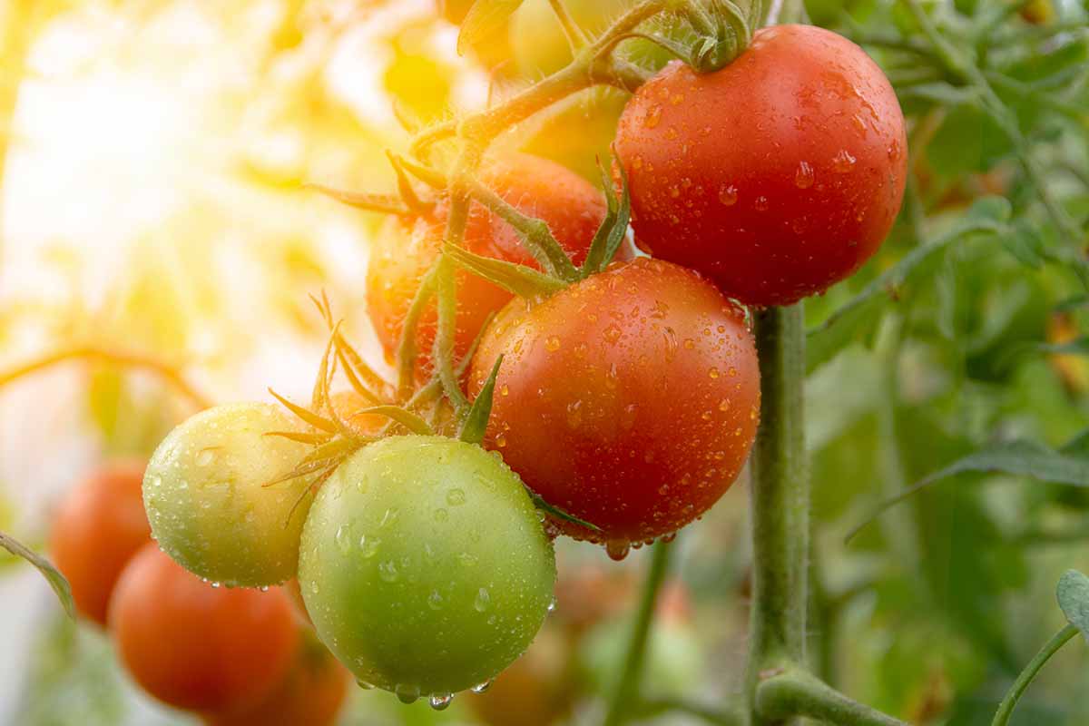 A close up horizontal image of a cluster of tomatoes growing on the vine with droplets on the surface of the fruit, pictured in light evening sunshine, on a soft focus background.