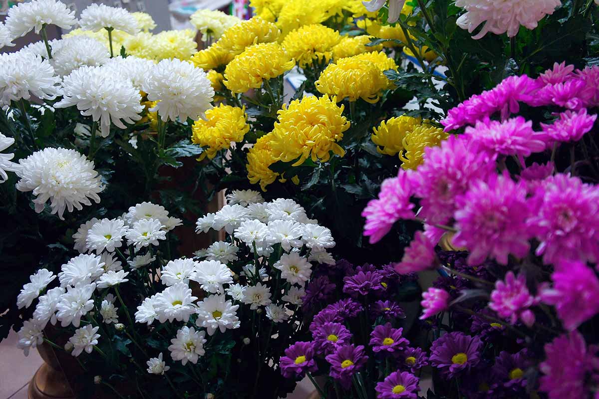 A close up horizontal image of different types of chrysanthemum flowers growing in pots at a store.