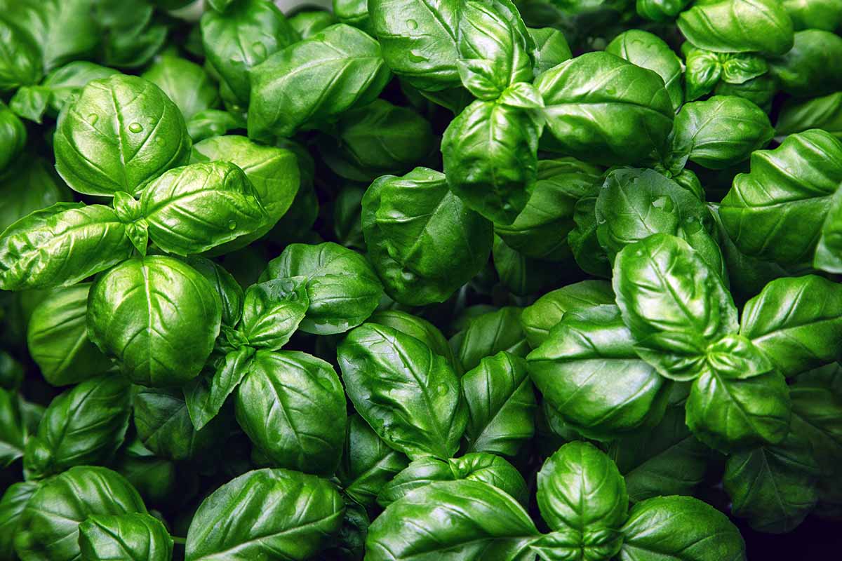 A close up horizontal image of the bright green foliage of a healthy basil plant.