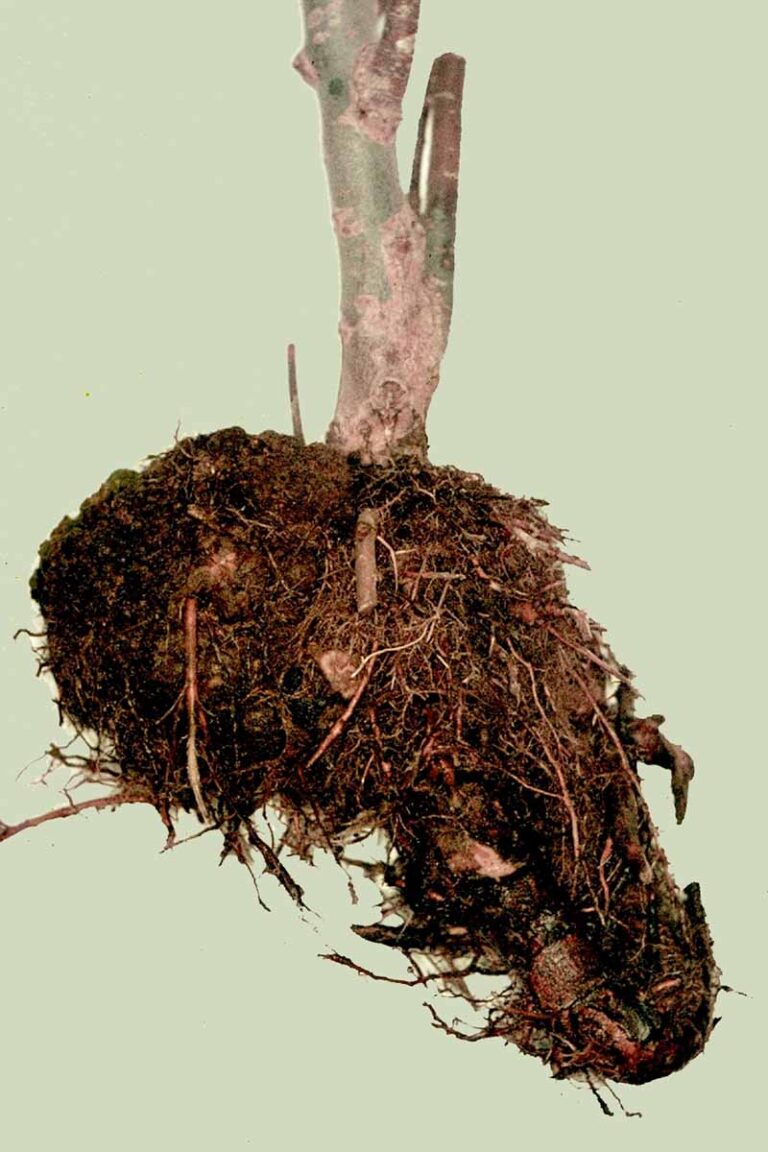 How to Identify and Manage Willow Galls | Gardener’s Path