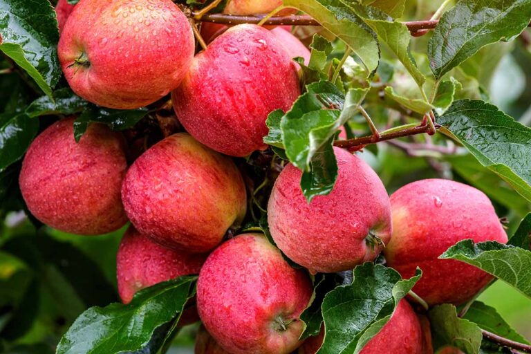 When and How to Prune Apple Trees | Gardener’s Path