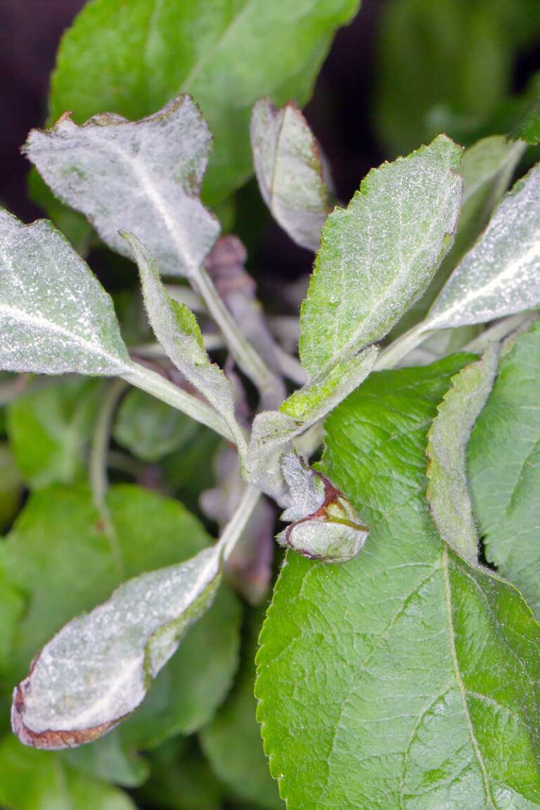 Tips for Growing ‘McIntosh’ Apples | Gardener’s Path