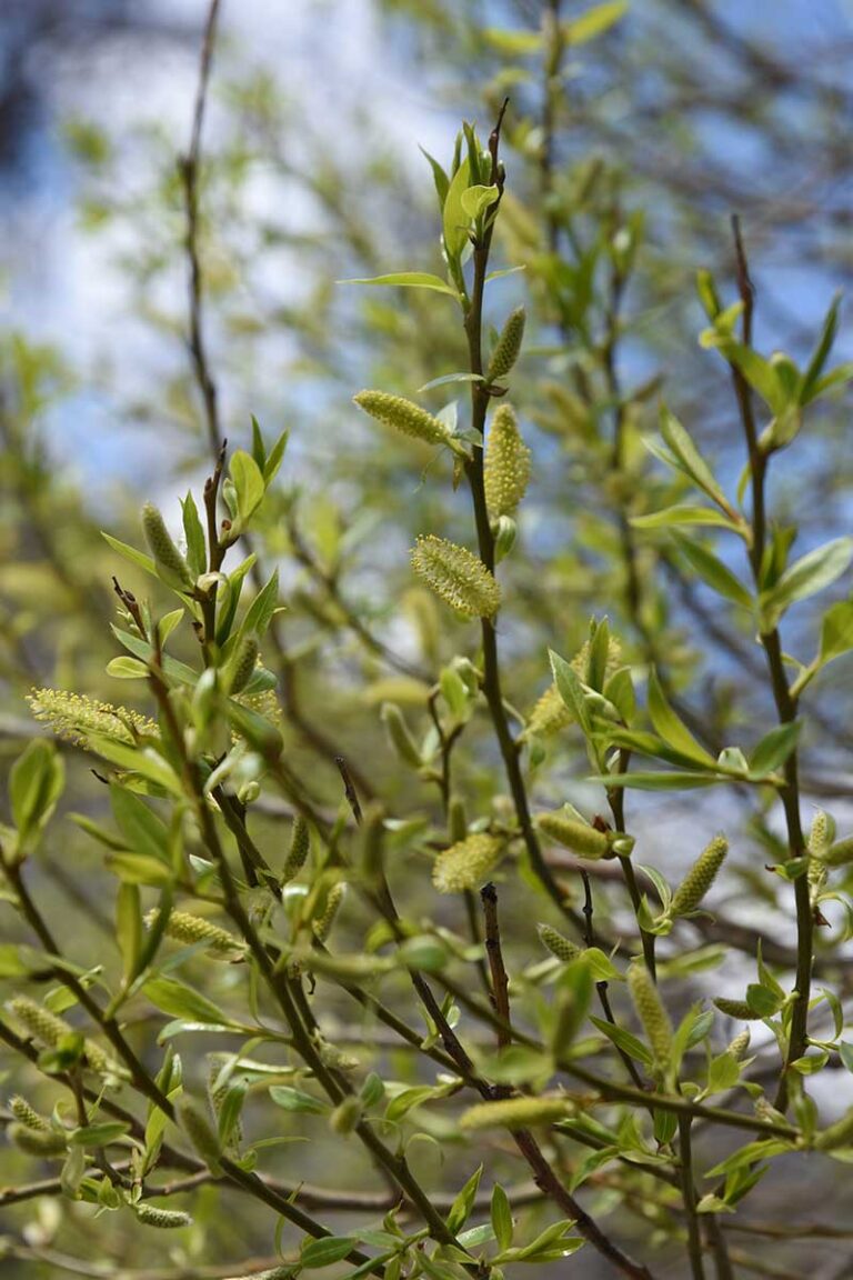 How To Grow And Care For Pussy Willow Gardener s Path How To Grow And Care For Pussy Willow Gardener s Path
