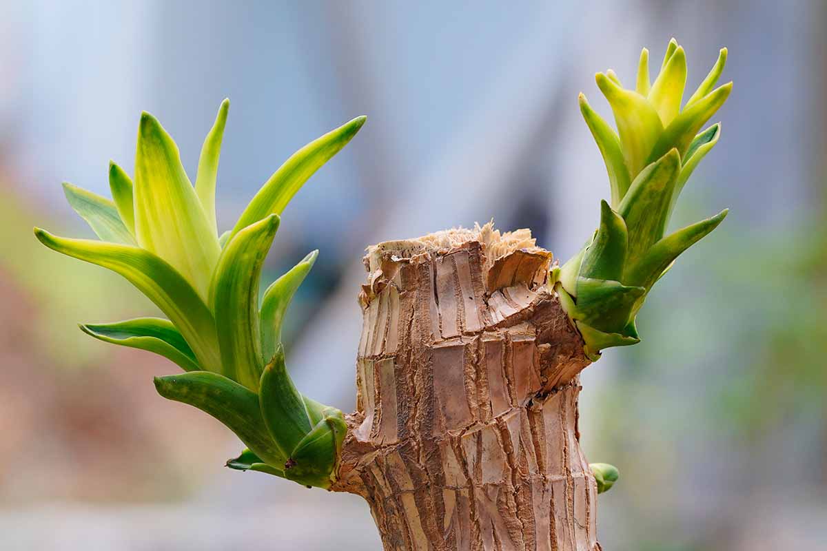 How To Grow Corn Plants Dracaena Fragrans Gardener s Path