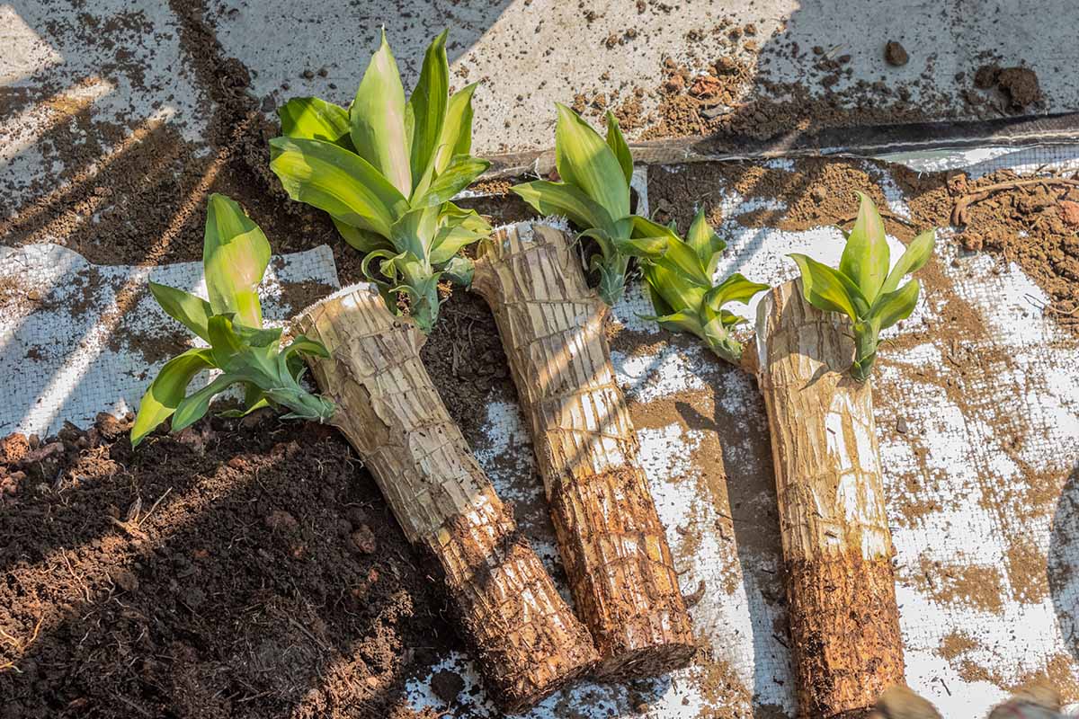 Dracaena Fragrans Corn Plant