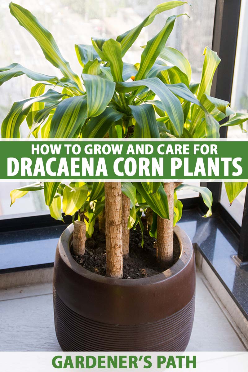 Propagating Houseplants Corn CARE GUIDE For Dracaena Fragrans