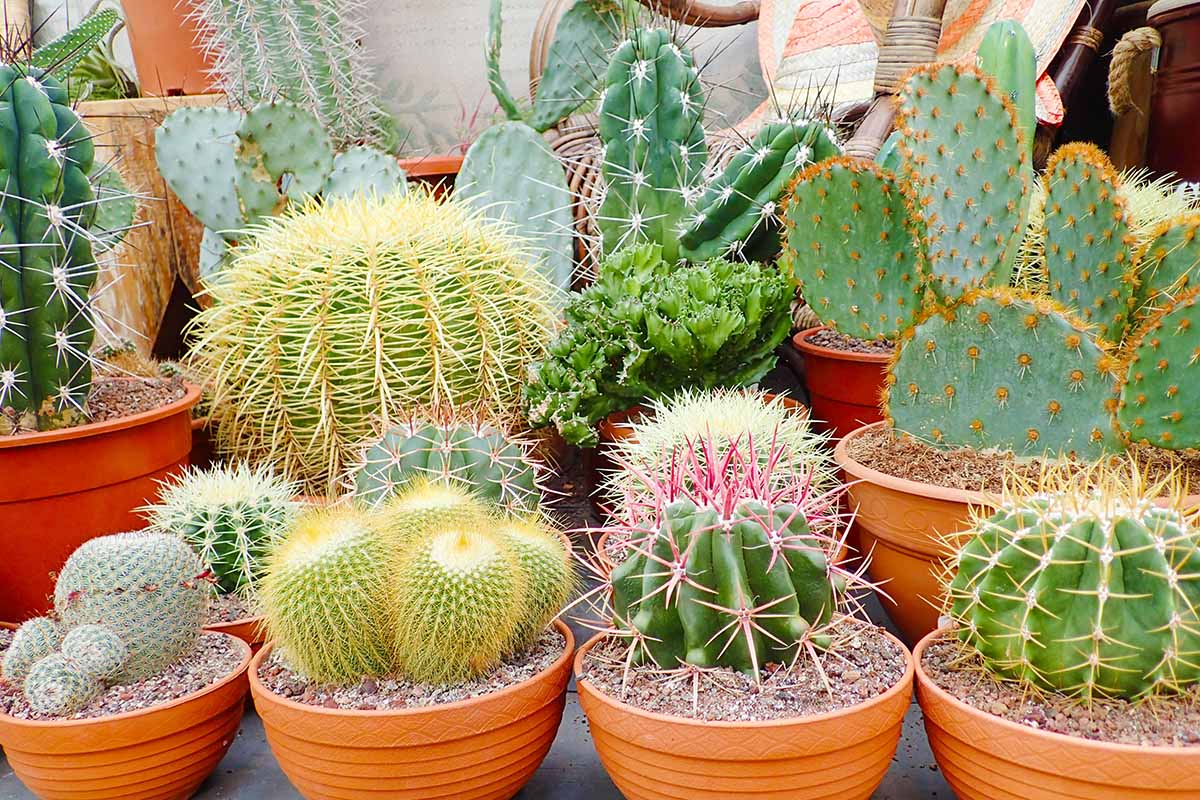 When And How To Water Cactus Houseplants Gardener s Path ReportWire When And How To Water Cactus Houseplants Gardener s Path ReportWire