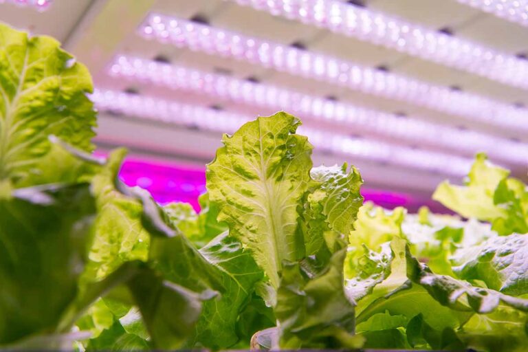 13 of the Best Grow Lights for Indoor Gardens | Gardener’s Path
