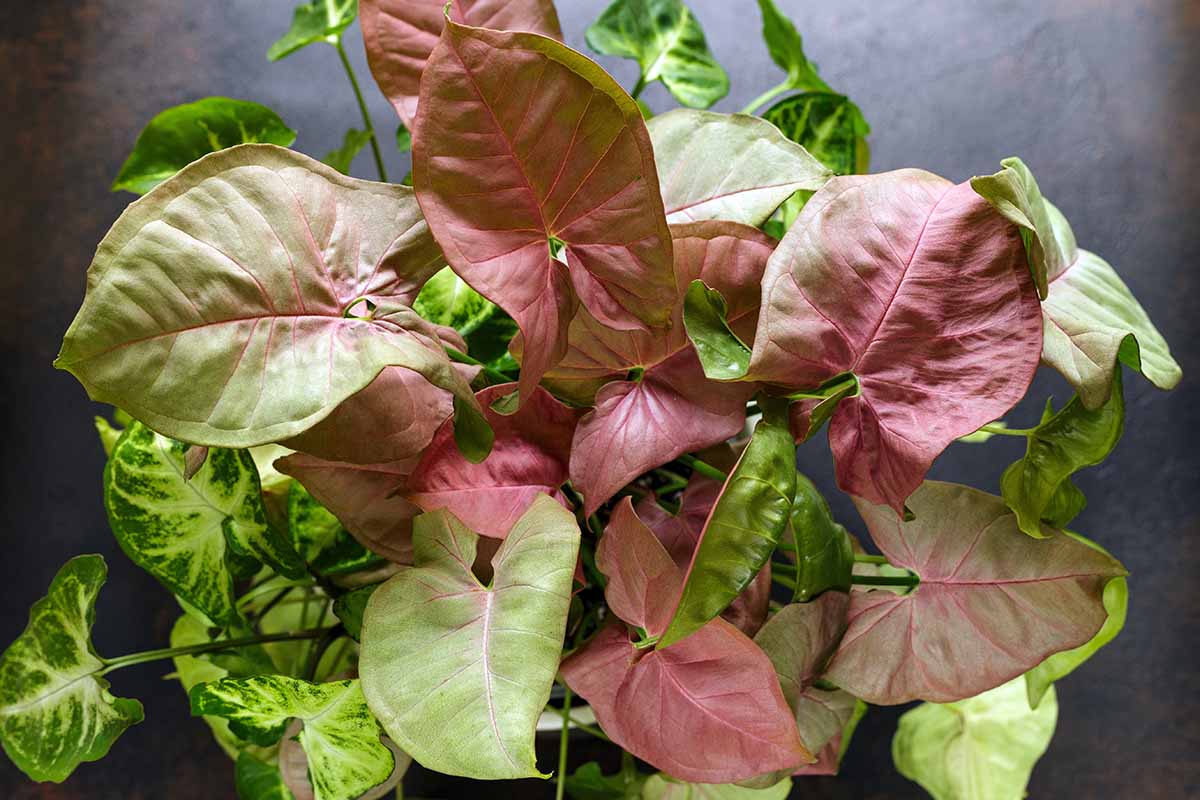 23 Of The Best Arrowhead Syngonium Varieties Gardener s Path 23 Of The Best Arrowhead Syngonium Varieties Gardener s Path