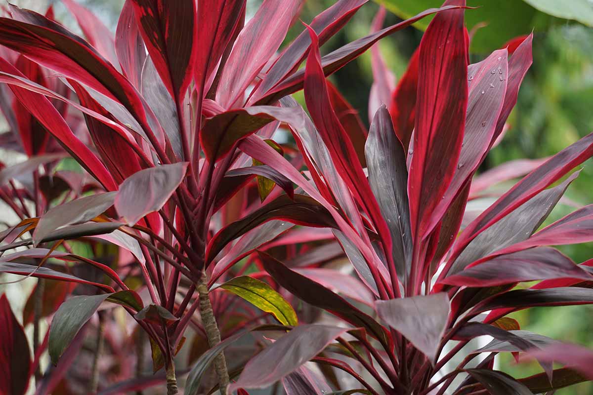 15 Of The Best Cordyline Ti Plant Varieties Gardener s Path