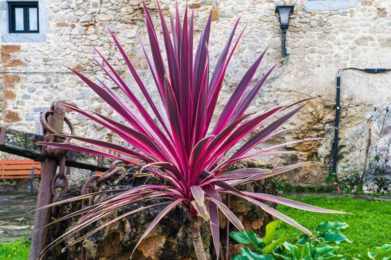15 of the Best Cordyline (Ti Plant) Varieties | Gardener’s Path