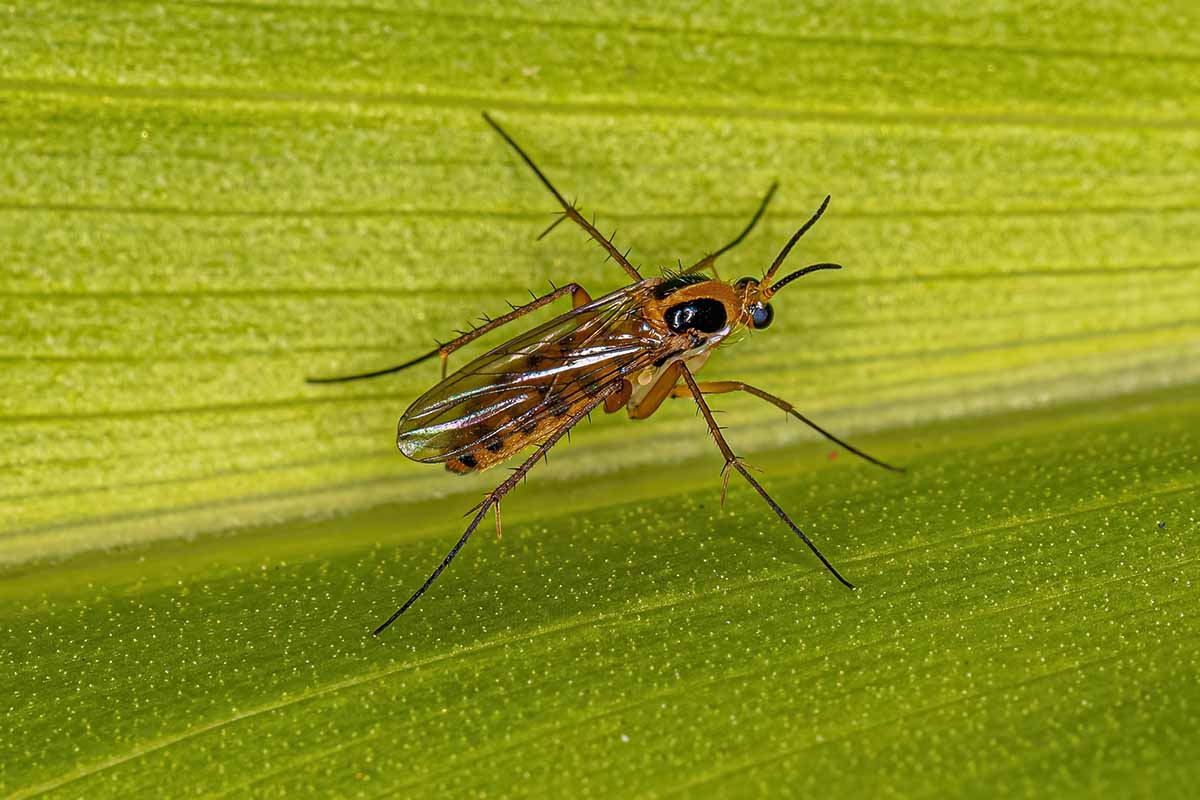 How To Identify And Control 13 Common Orchid Pests How To Identify And Control 13 Common Orchid Pests